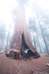 On the way to Tharp's Log we saw this amazing tree almost covered in fog! 