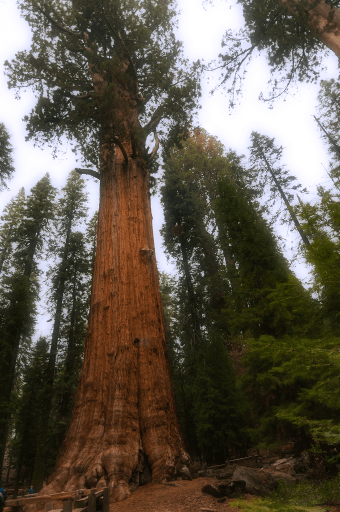 General Sherman from another angle. 