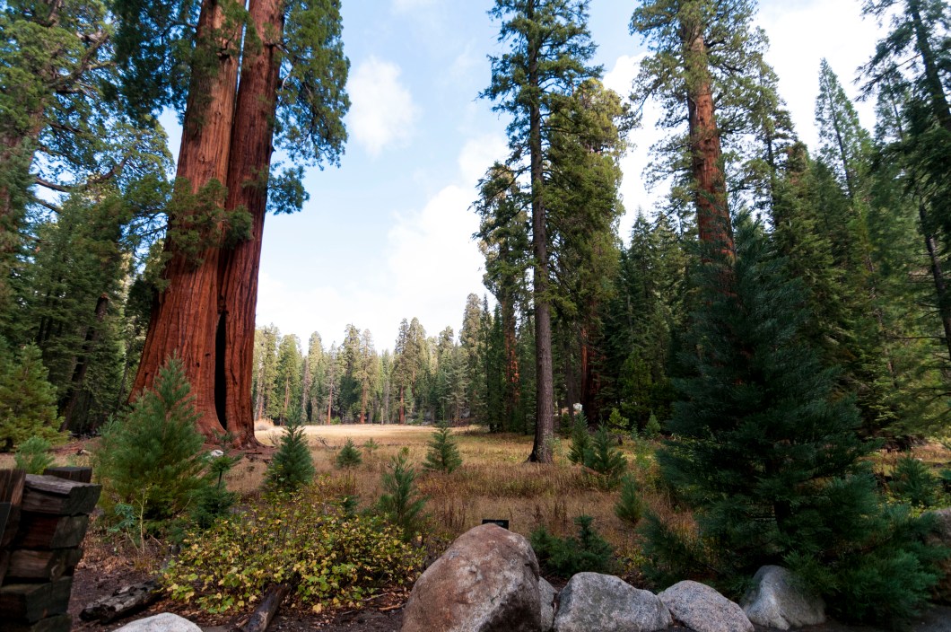 Say hi to Ed by NEd. Looks like one giant tree from afar. But it's actually a formation of 2 trees grown very closely to each other. Twin trees!